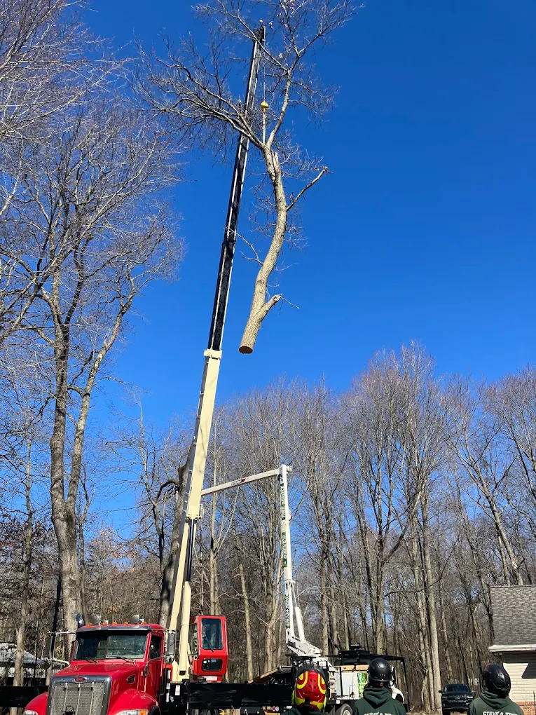 Steve's Tree Services